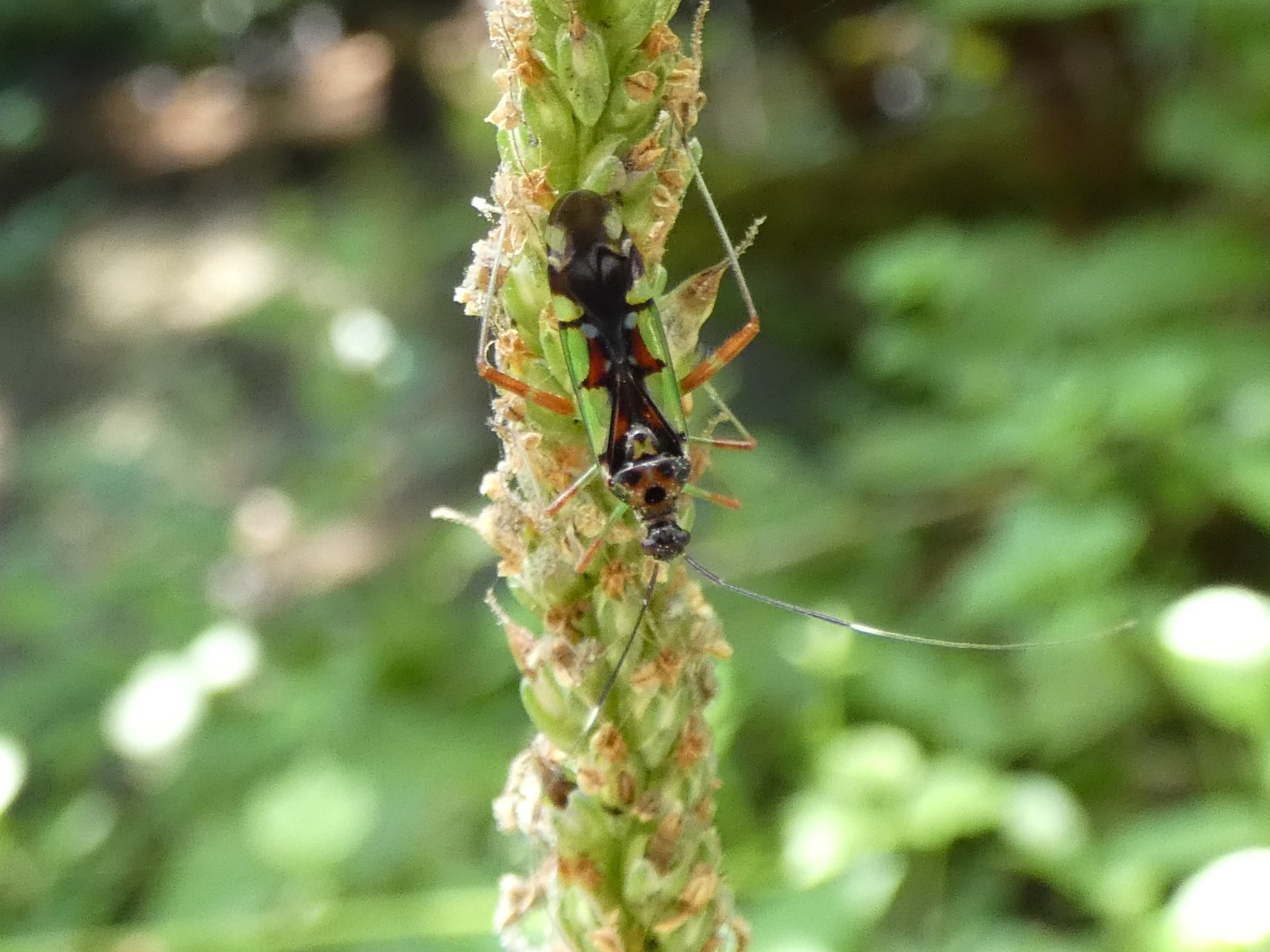 photo_4
